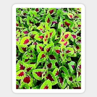 coleus leaves pattern Magnet